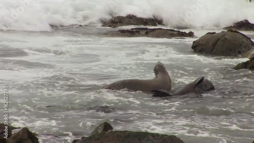 Two Sea Lions Playing in the Ocean