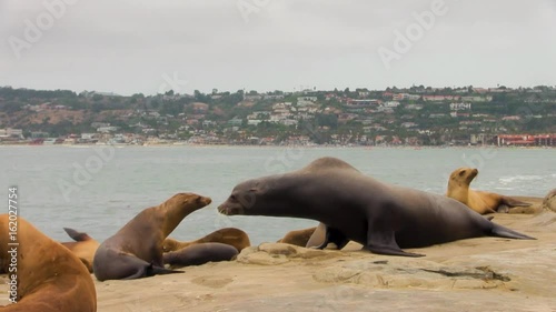Sea Lions Bickering