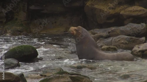 Chubby Sea Lion Enters the Water