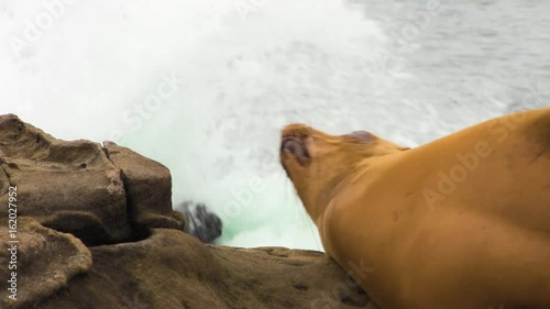 Sea Lion Close Up with Crashing Waves