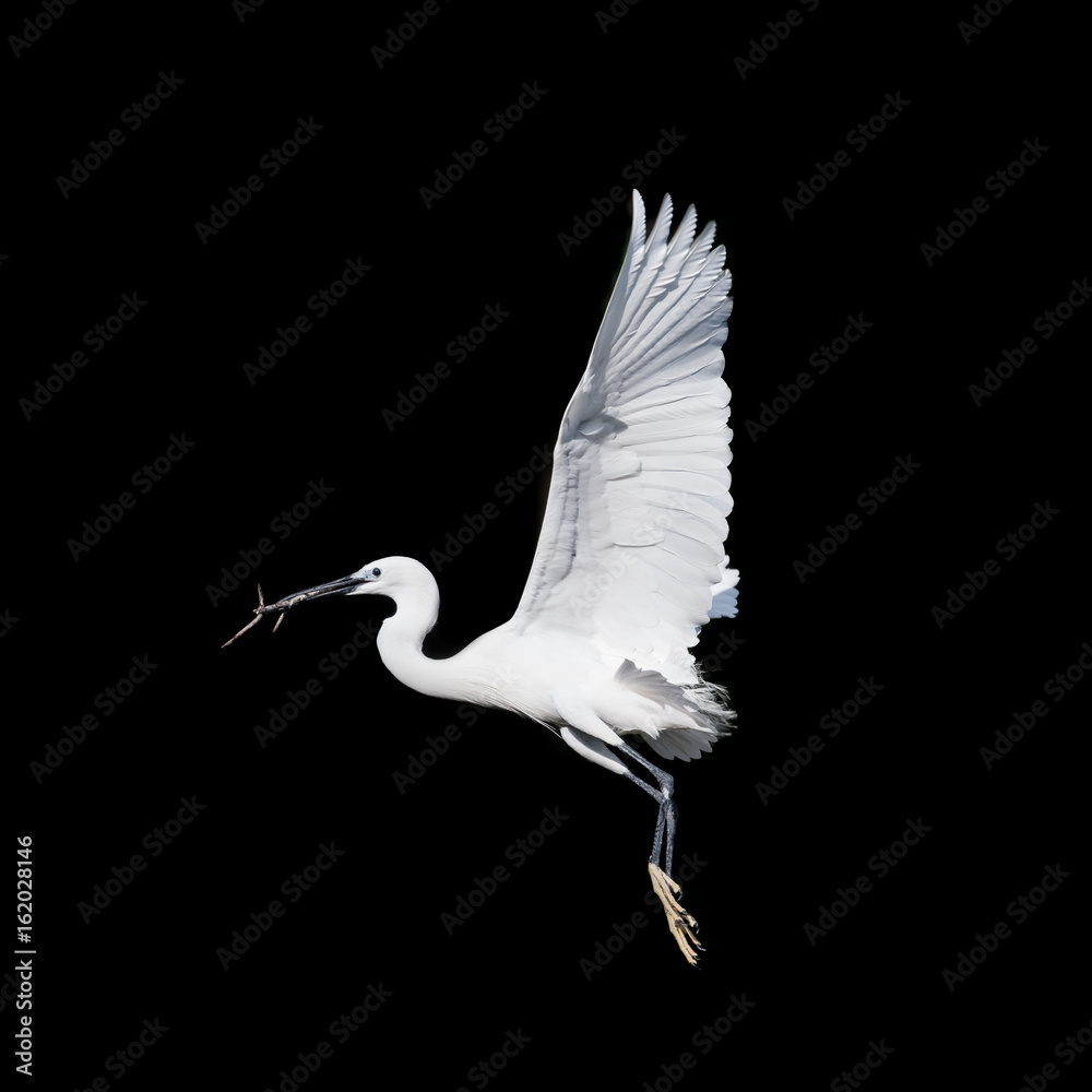 Obraz premium latający ptak czapla