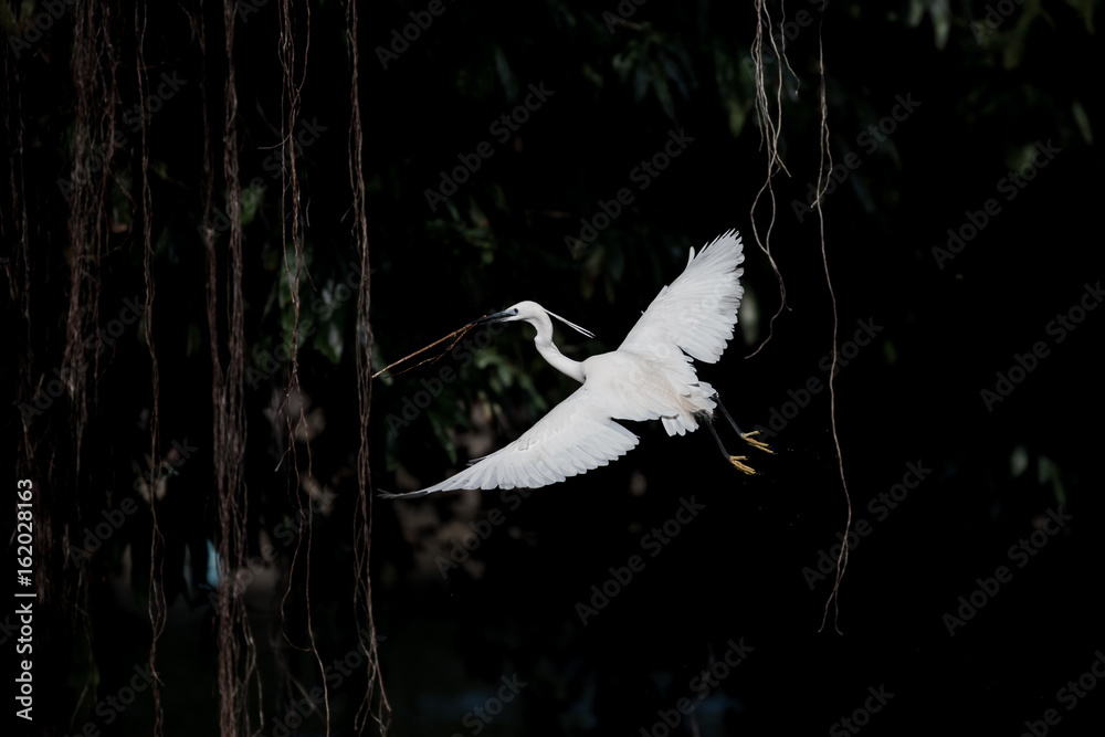 Naklejka premium flying heron bird