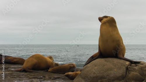 Sea Lions in the Wild