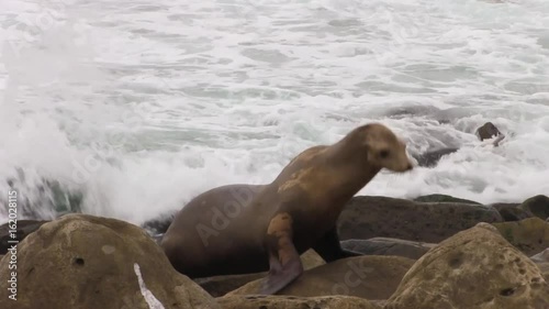 Sea Lion Gets Comfortable