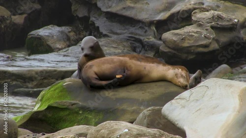 Sea Lion Annoys Another Sea Lion