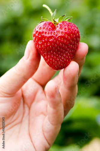 Young adult woman holds in hand fresh sweet strawberry