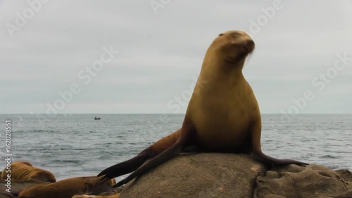 Sea Lion Up Close with Passing Seagull