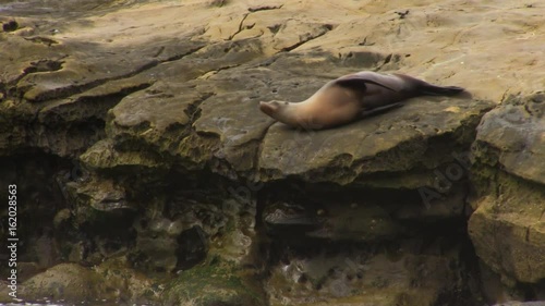 Sea Lion Lounging on Rocks by Ocean
