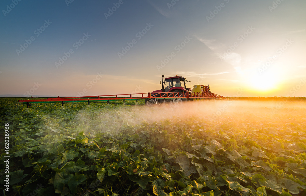 Fototapeta premium Tractor spraying vegetable field at spring