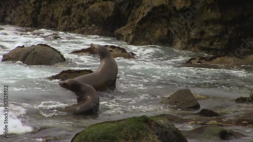 Sea Lions Frolic in Cove