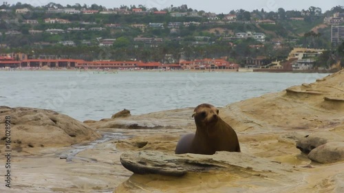 Sea Lion Waddles Up to Camera
