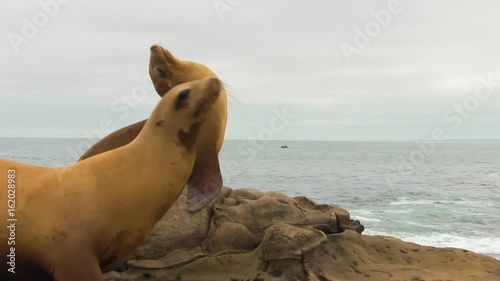 Sea Lion Walks By Close to Camera