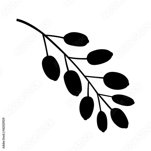Berberis branch, shade picture