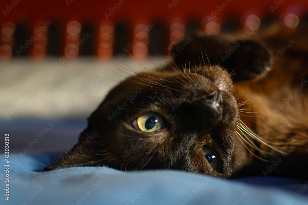 close up animal brown cat sleeping in bed and light bokeh background