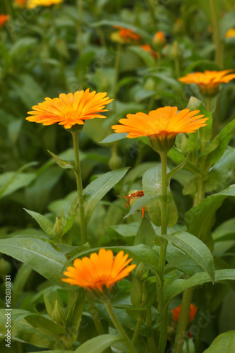Calendula officinalis flower known as pot marigold  ruddles  common or Scotch marigold