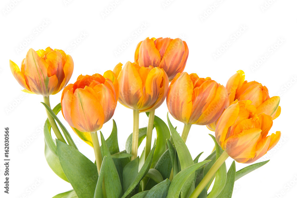 Orange tulips from Holland against a white background