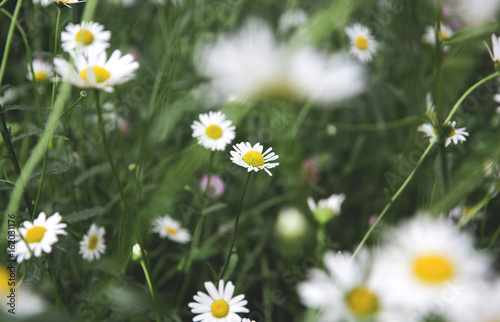 Chamomile flowers on a meadow in summer.