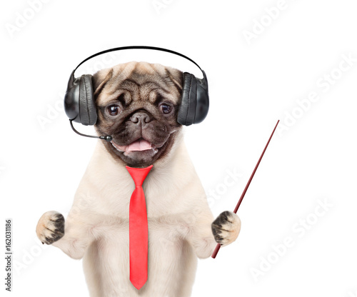 Puppy support phone operator in headset with red tie and pointing stick. isolated on white background © Ermolaev Alexandr