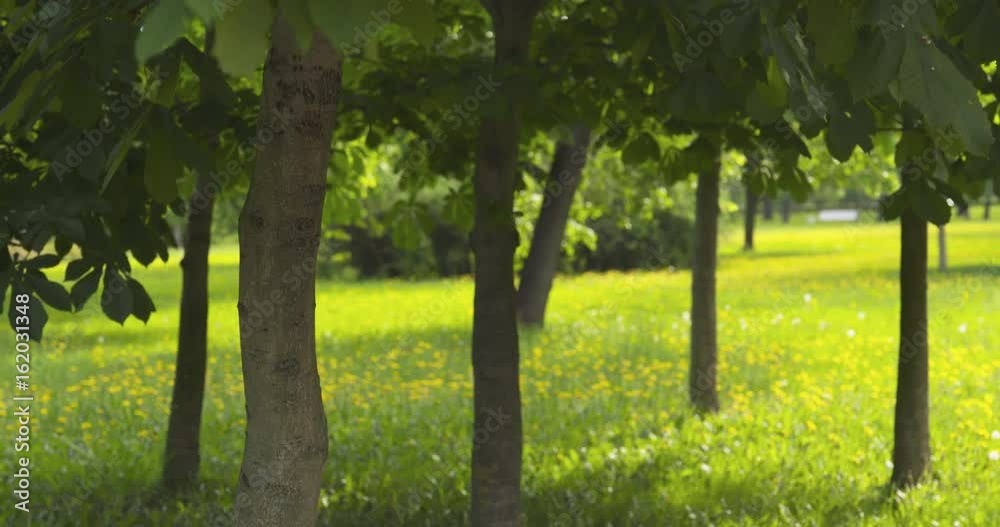 background with chestnut trees in summer day