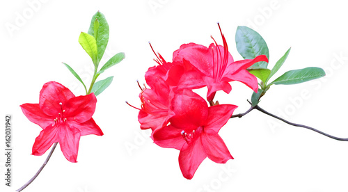 Flowering branches of red rhododendron isolated on white background.