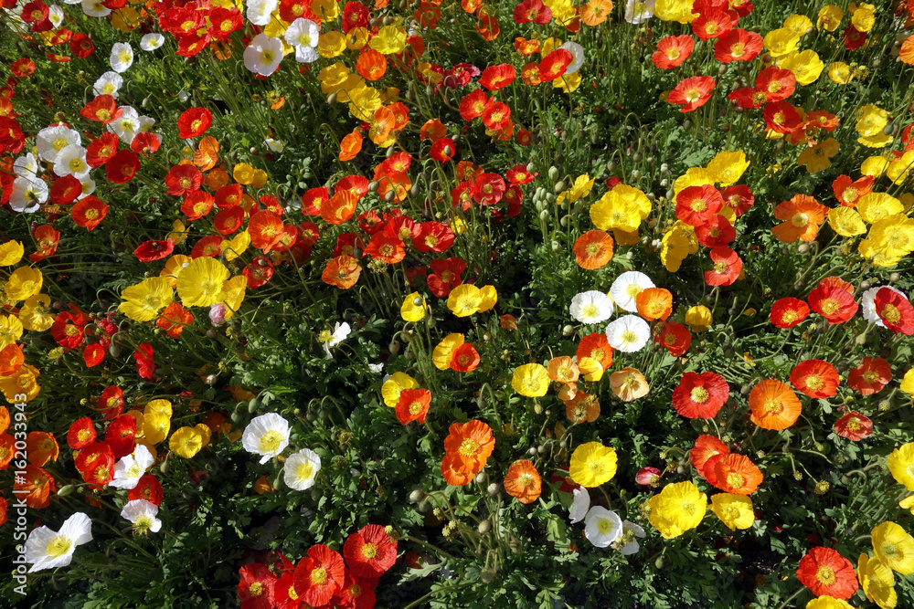 Fototapeta premium islandmohn