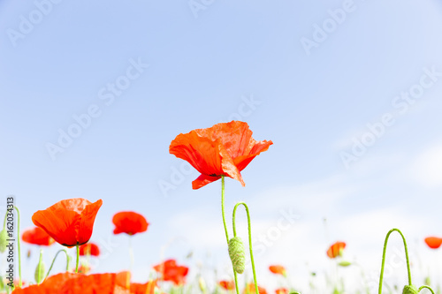 Mohnblumen