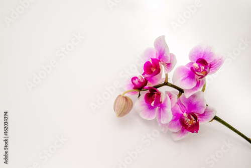     Violet orchid branch on a white background 