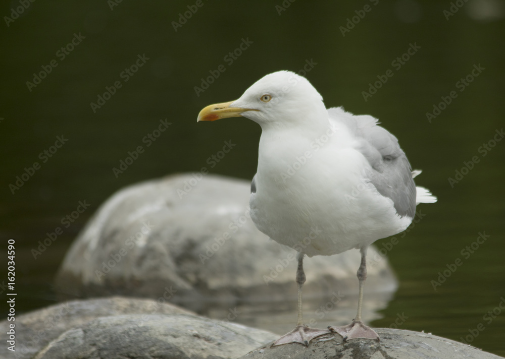 Herring gull Herring gull