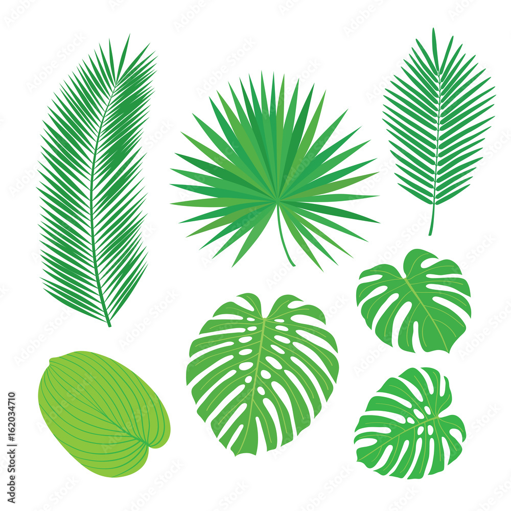 Set of tropical leaves. Sketch, design elements. Vector illustration