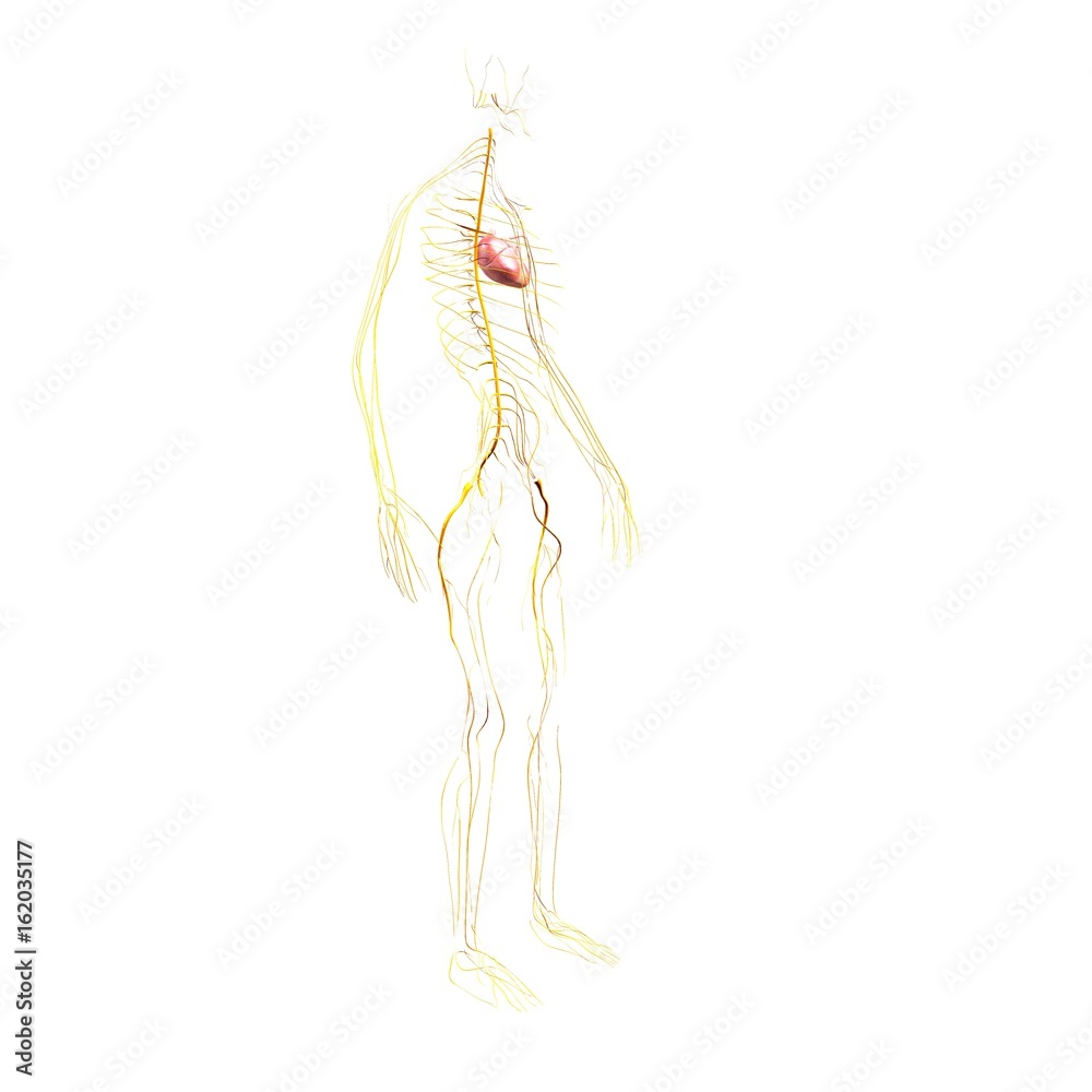 3d illustration of human body heart and nerves system 3d illustration of human body heart and nerves system
