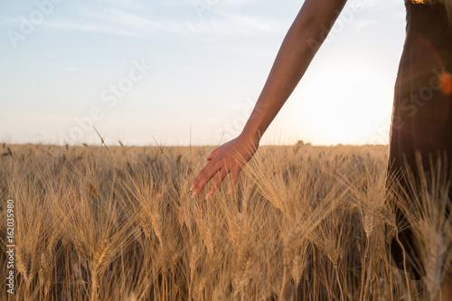 Ragazza sta accarezzando delle spighe di grano in un campo al tramonto photo