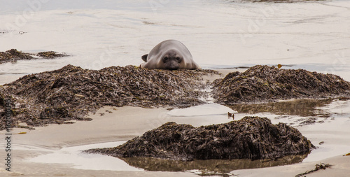 Elephant Seals