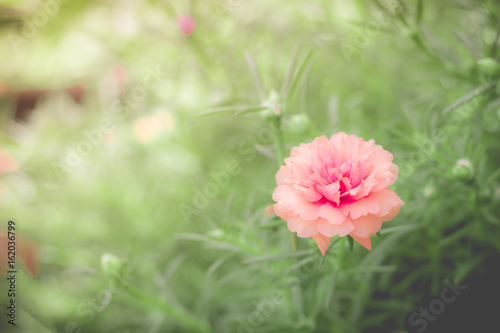 Beauty of pussley flower or Moss Rose under natural light in the morning