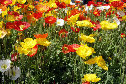 Fototapeta Naklejka Na Ścianę i Meble -  islandmohn