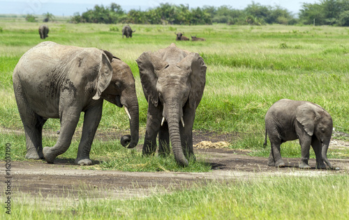 Elephant family with young