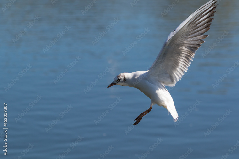 Seagull in flight