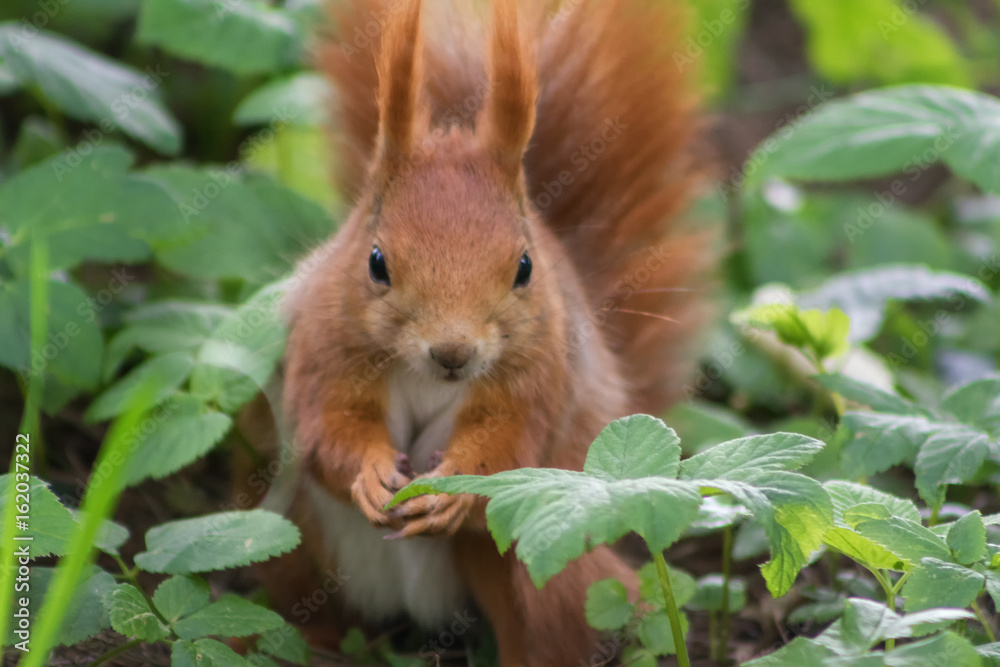 Fototapeta premium Squirrel in the forest