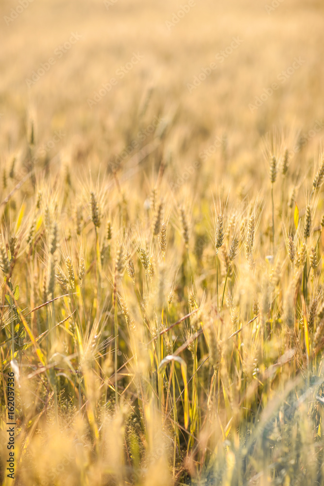 Fototapeta premium Agricultural Background with Ripe golden rays of the low sun backlight. Rural scene with limited depth of field.