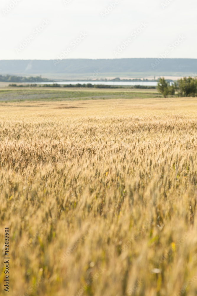Agricultural Background with Ripe golden rays of the low sun backlight. Rural scene with limited depth of field. Agricultural Background with Ripe golden rays of the low sun backlight. Rural scene with limited depth of field.