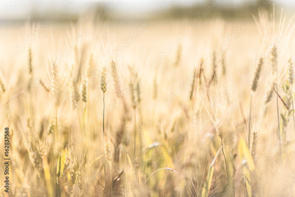Agricultural Background with Ripe golden rays of the low sun backlight. Rural scene with limited depth of field. Agricultural Background with Ripe golden rays of the low sun backlight. Rural scene with limited depth of field.