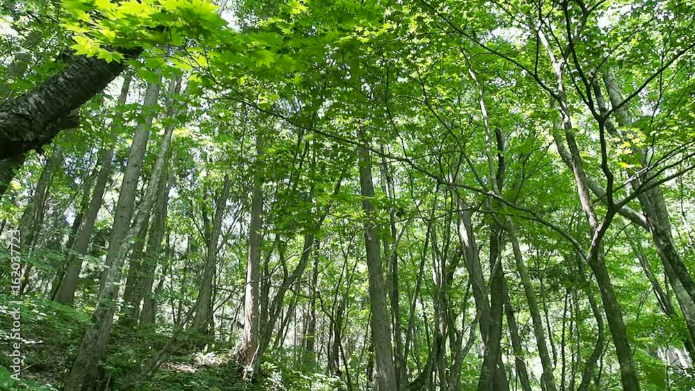 風に揺れる木々 風に揺れる木々