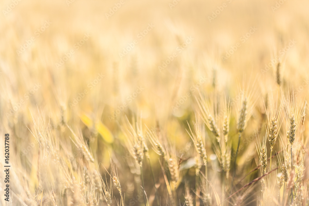 Obraz premium Agricultural Background with Ripe golden rays of the low sun backlight. Rural scene with limited depth of field.