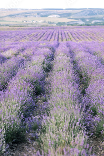 Blooming Lavender Field