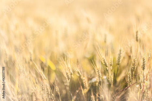 Agricultural Background with Ripe golden rays of the low sun backlight. Rural scene with limited depth of field.
