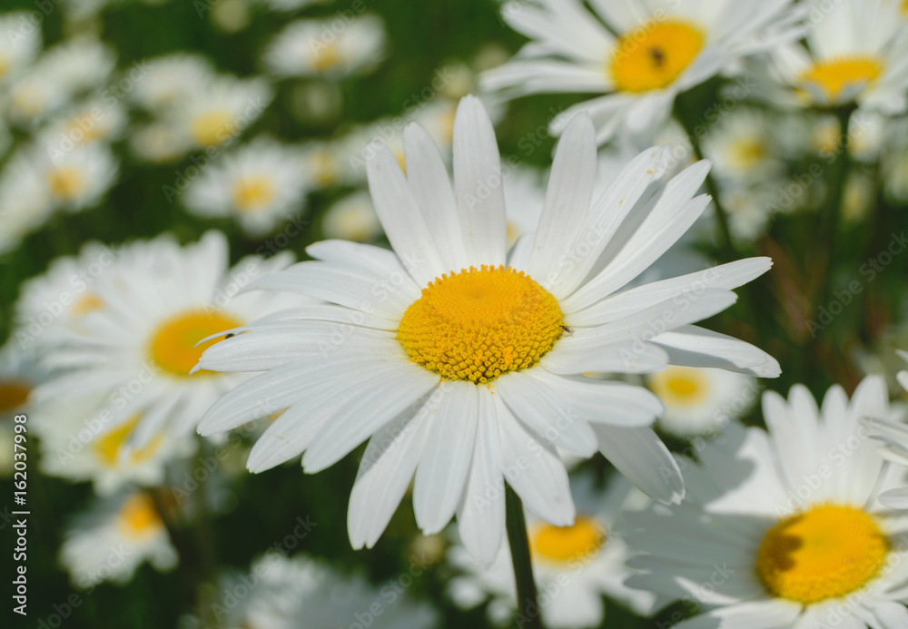 White wild daisies on a green meadow White wild daisies on a green meadow