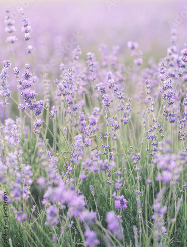 Fototapeta Naklejka Na Ścianę i Meble -  Blooming Lavender Field