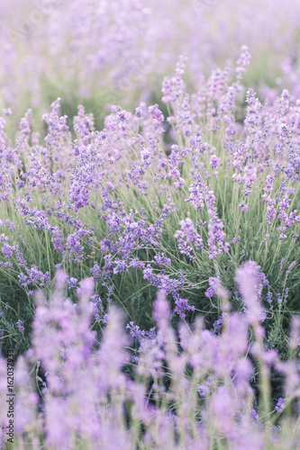 Blooming Lavender Field