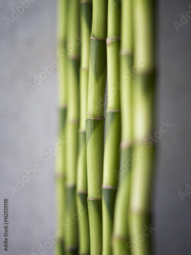 A row of bamboo