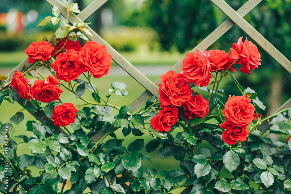 Fototapeta premium red beautiful roses climbing on a decorative fence
