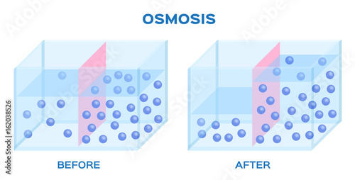 osmosis infographic vector